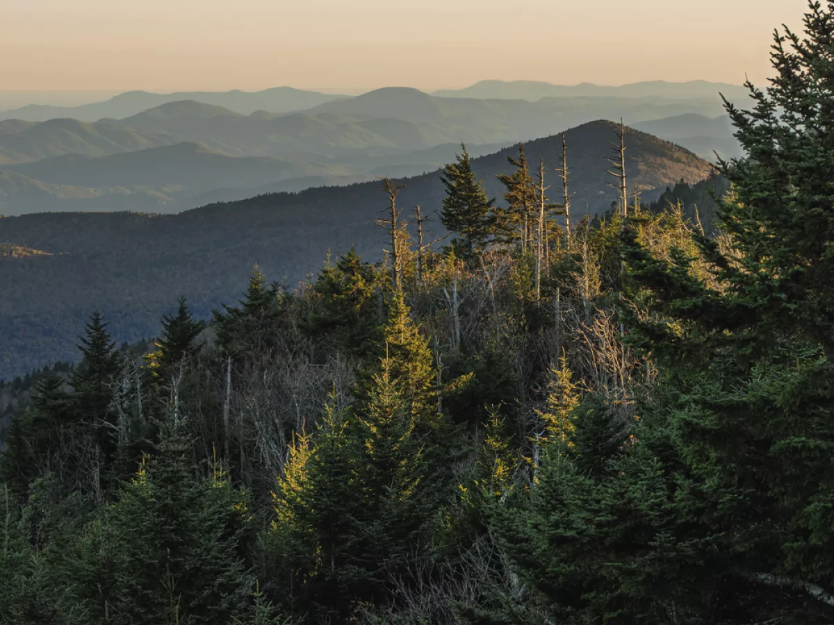 Winter/Spring 2023 Archives - American Forests