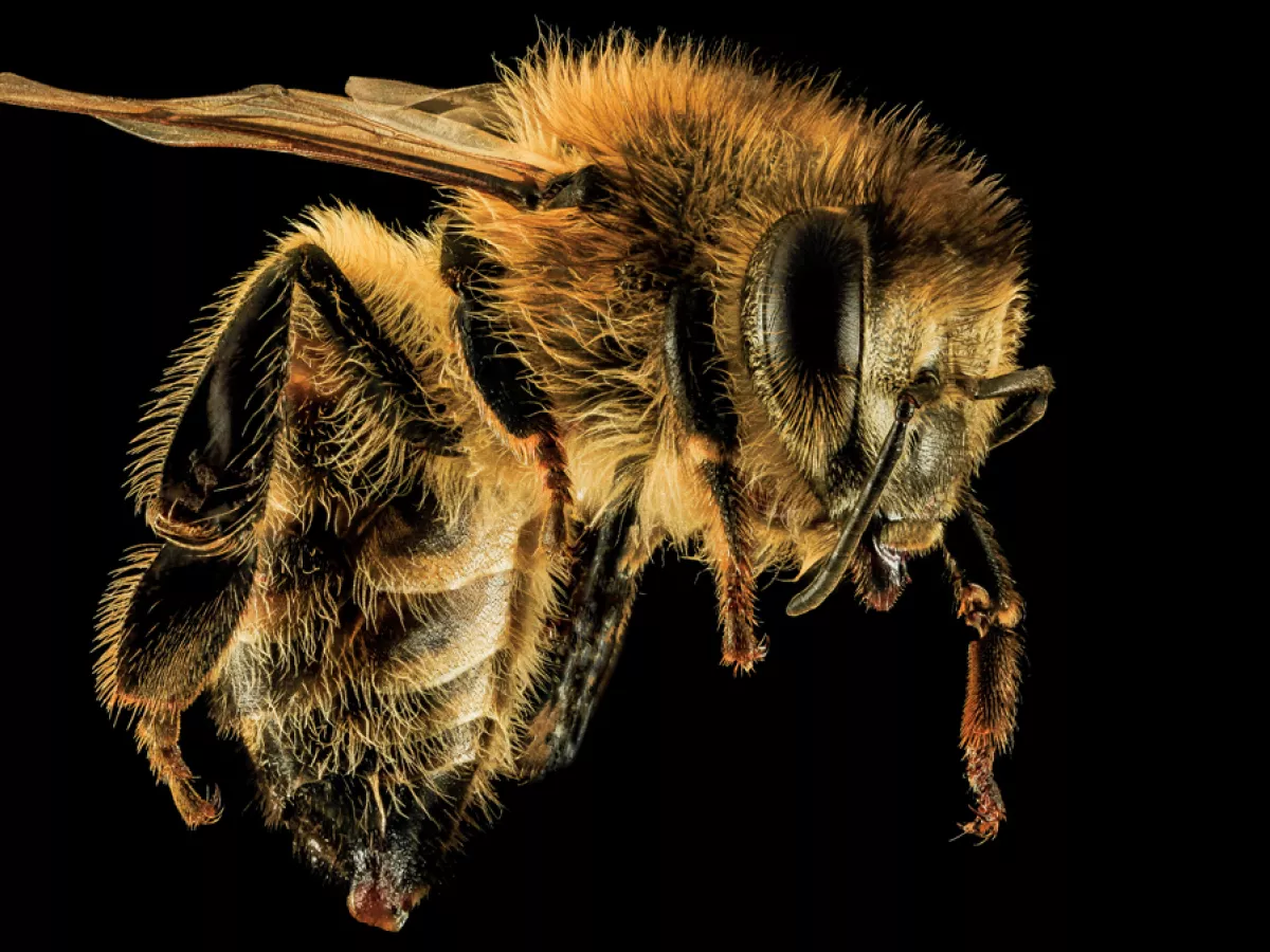 Good-news bees: more than a colorful buzz in the blooms - Honey Bee Suite