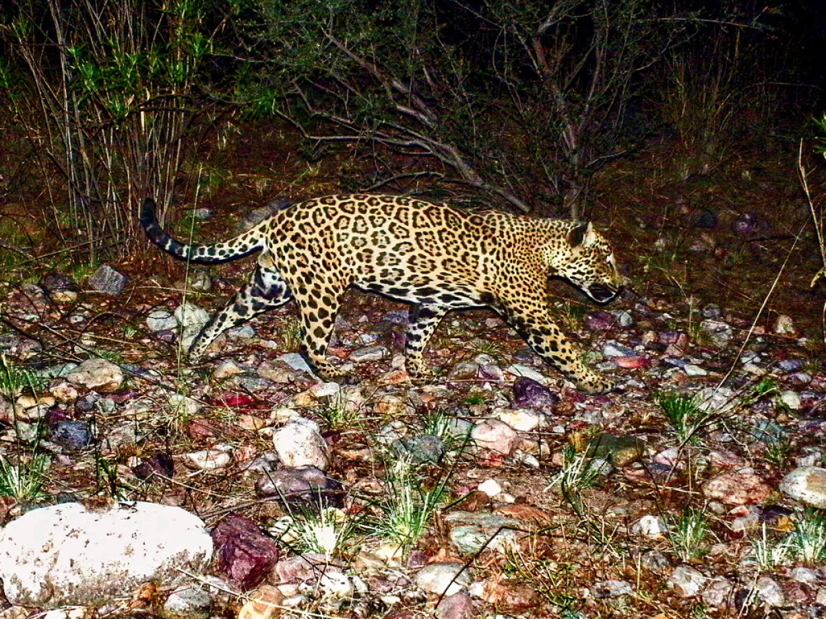 A few jaguars now roam the Arizona borderlands—why that's a big deal