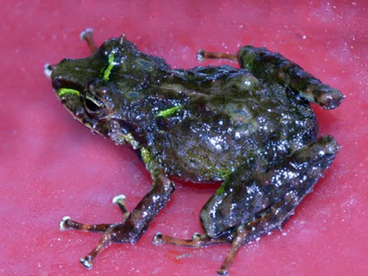 The lost world: Venezuela's unique tepui frogs face new perils, Endangered  species