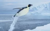 An emperor penguin in Atka Bay in Antarctica is mid-"flight" with a tunnel of water trailing it before it lands on a chunk of ice where other penguins have gathered.