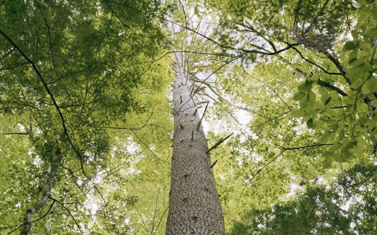 View looking up the trunk of a white pine and the surrounding tree canopy in Mohawk Trail State Forest