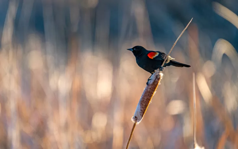  A small black bird with red on its wing sits on a cattail.