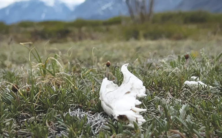 A bleached-white animal skull sits on a grassy area of the Arctic National Wildlife Refuge in Alaska.