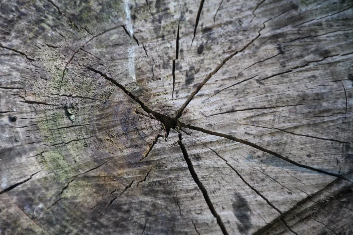 Close-up of weathered tree stump