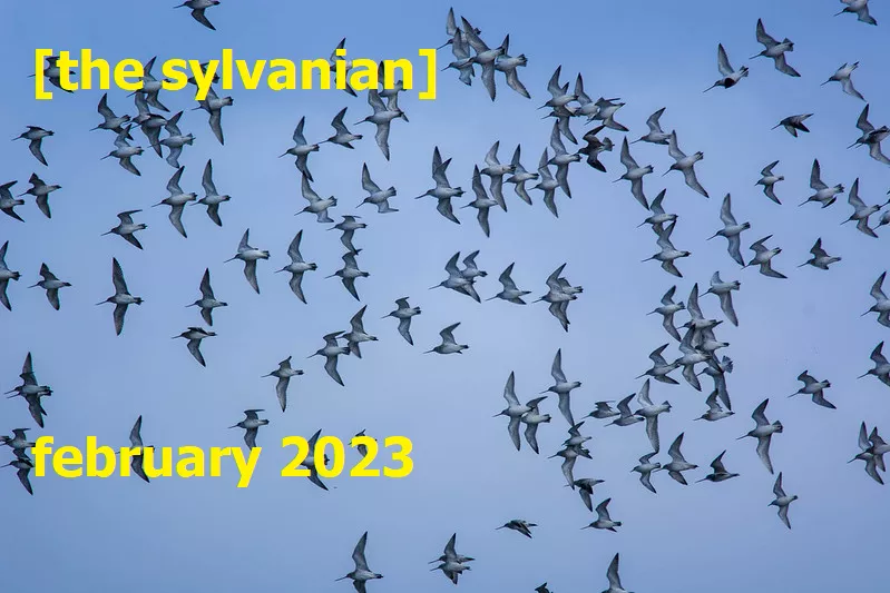 [the sylvanian]  february 2023