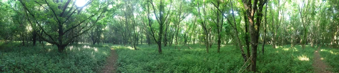 A photograph of Intrenchment Creek Park in Atlanta, Georgia. Photo is a pano of a forest with brilliant green trees and underbrush and a dirt trail leading off into the distance.