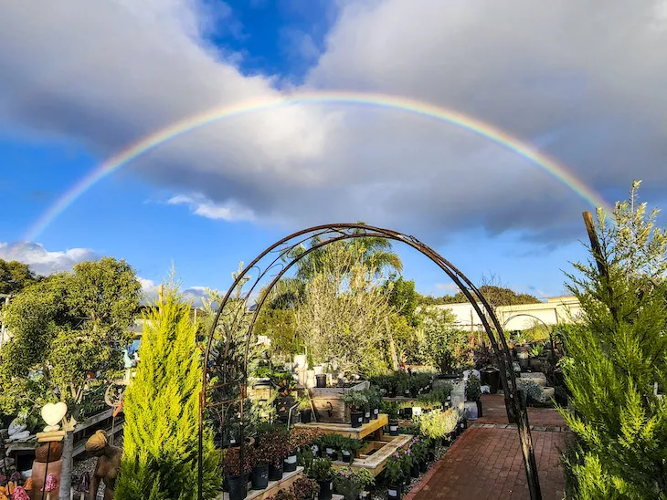 Rainbow at Terra Sol Garden Center January 16 by Stargazer Ron in Edhat