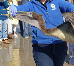 Brown Pelican release