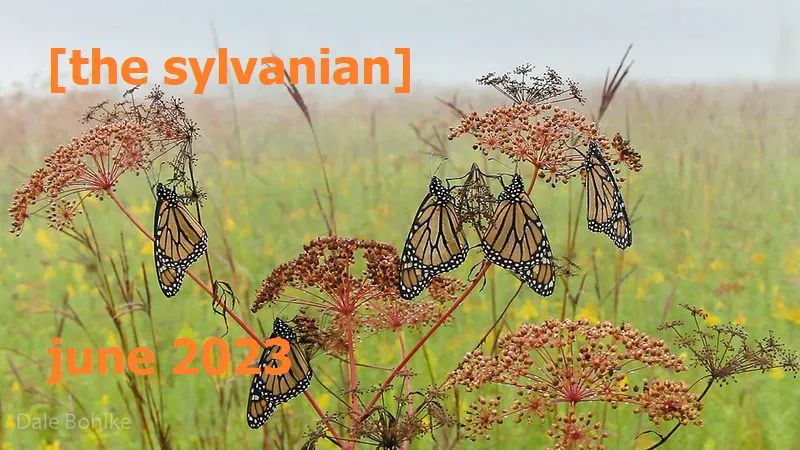 Monarch butterflies resting on flowers in a green field