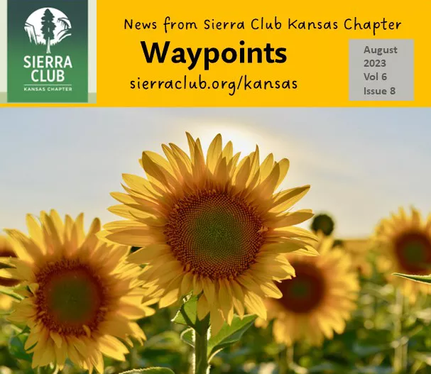 newsletter header, sunflowers in field