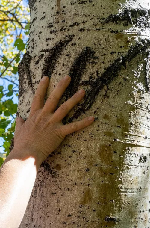 Human hand dwarfed by bear claw marks on tree.