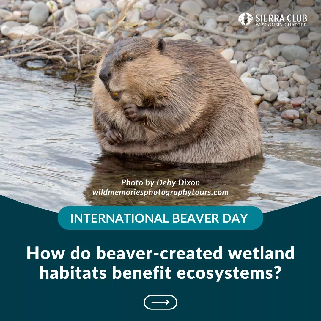 How do beaver-created wetland habitats benefit ecosystems?