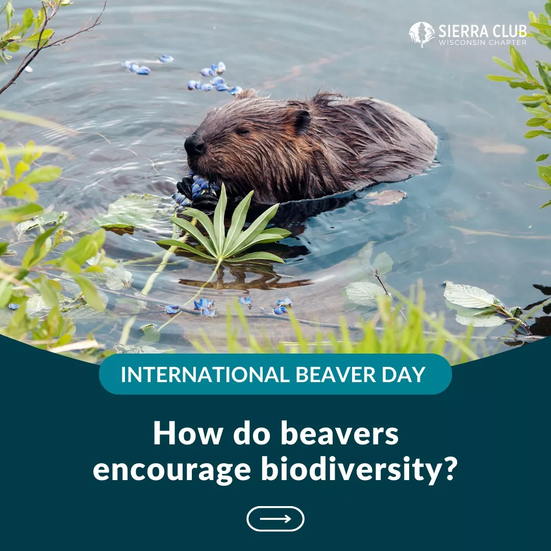 How do beavers encourage biodiversity? on a photo of a beaver in the water
