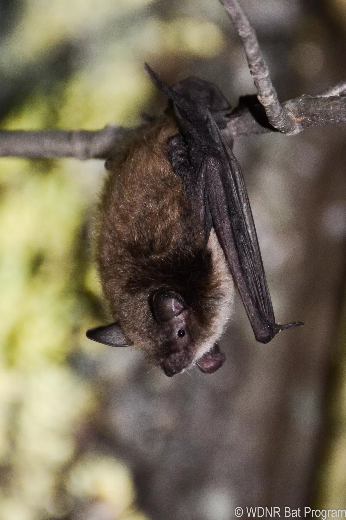 Little brown bat hanging upside down from a twig