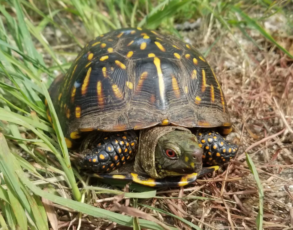 Ornate box turtle in tall grass