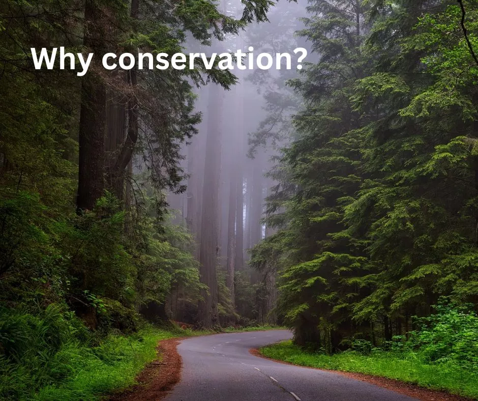 Text: why conservation. Road in forest. 