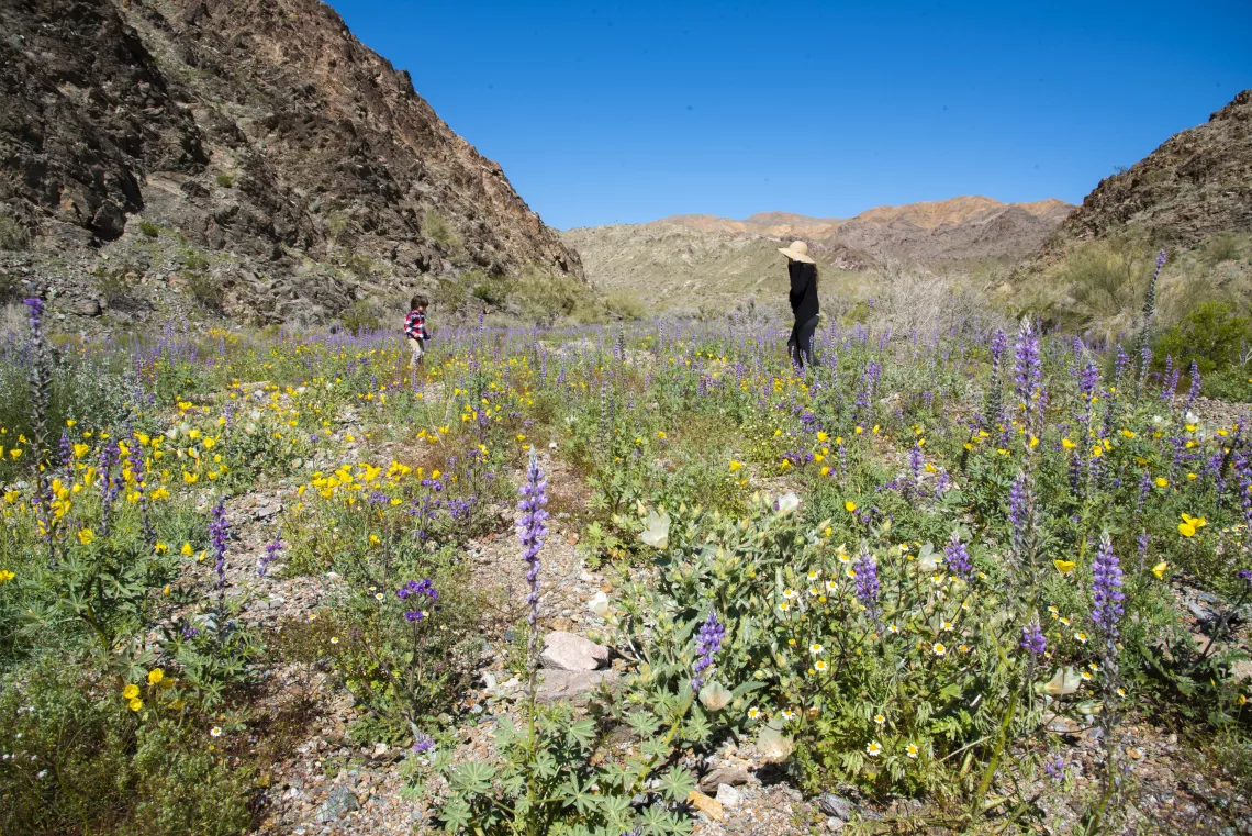 Image of a toddler and woman standing in desert land with scatted yellow and purple flowers.