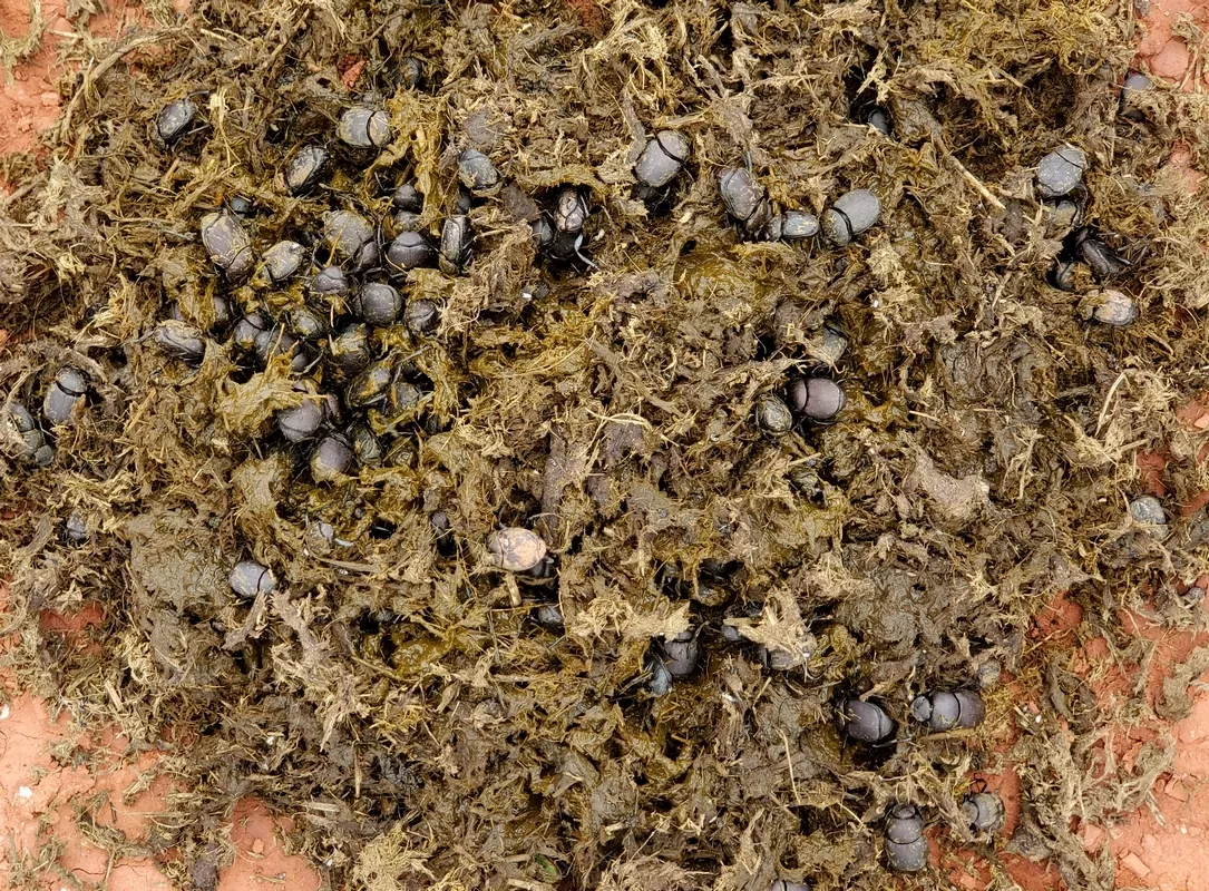 Dung beetles hard at work