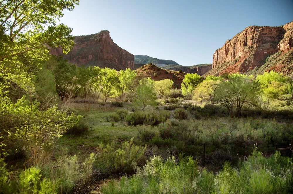 Lush field in Dolores Canyon, Colorado