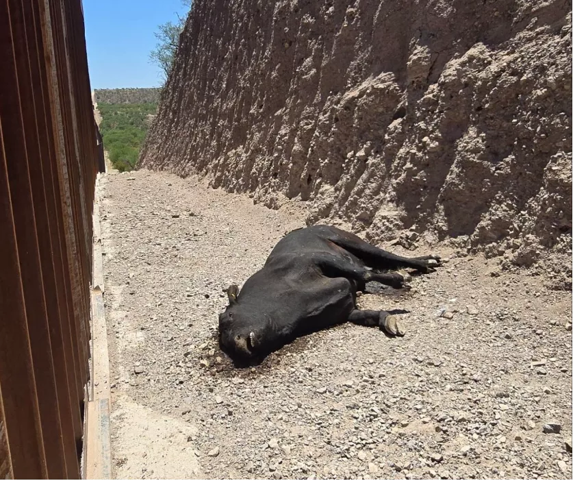 Dead Cow by Border Wall