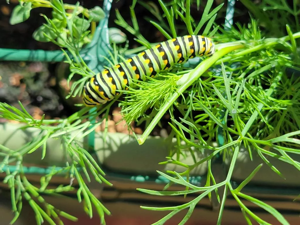 black, yellow caterpillar feeding on dill plant