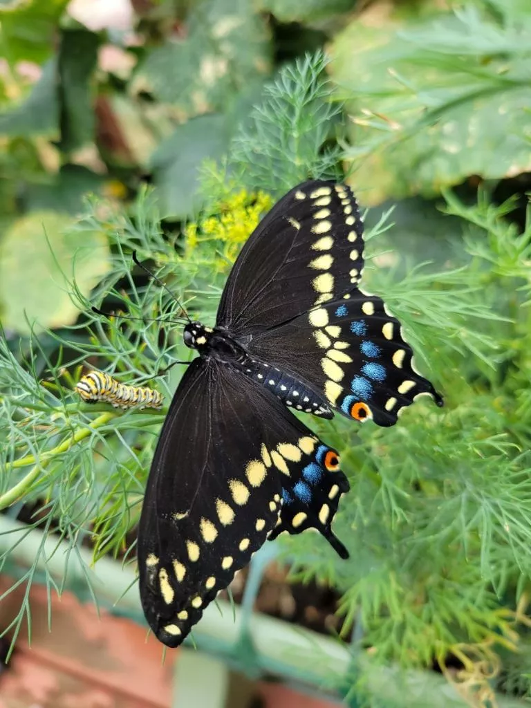 eastern black swallowtail butterfly