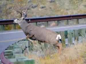 Mule Deer Buck crossing the road
