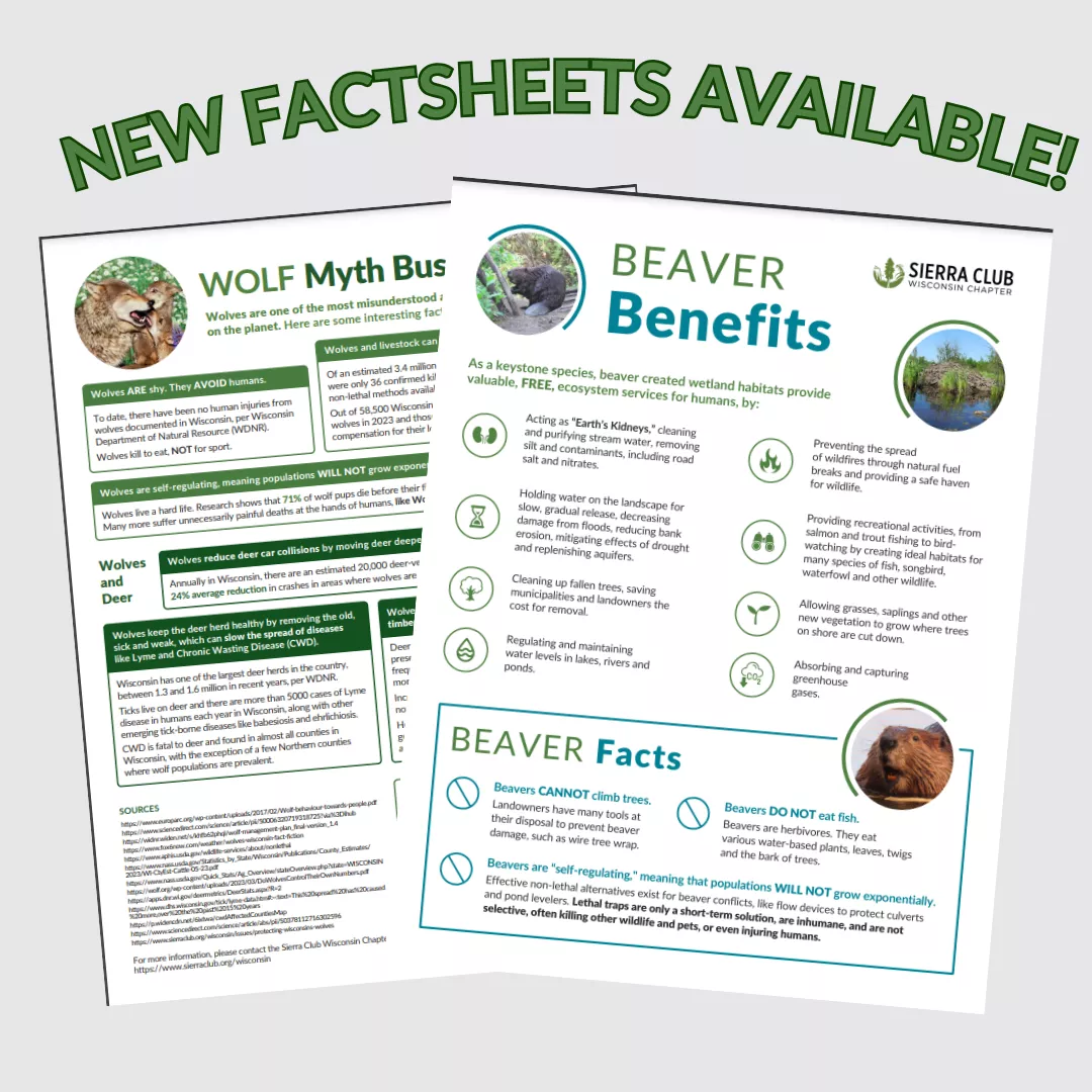 New Factsheets Available on a gray background with screenshots of the Wolf and Beaver blog