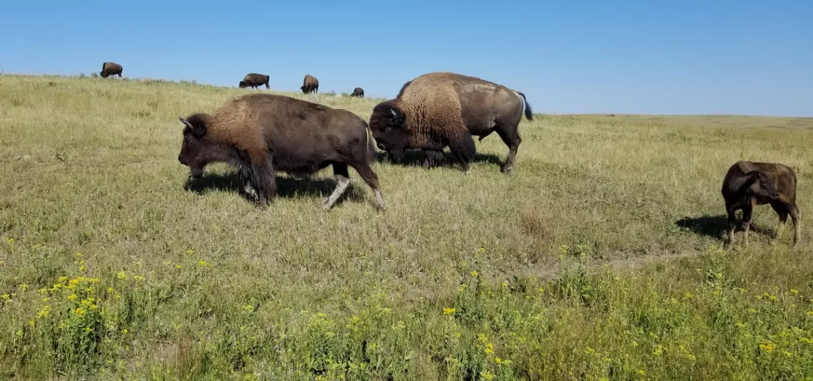 Buffalo just off the park road