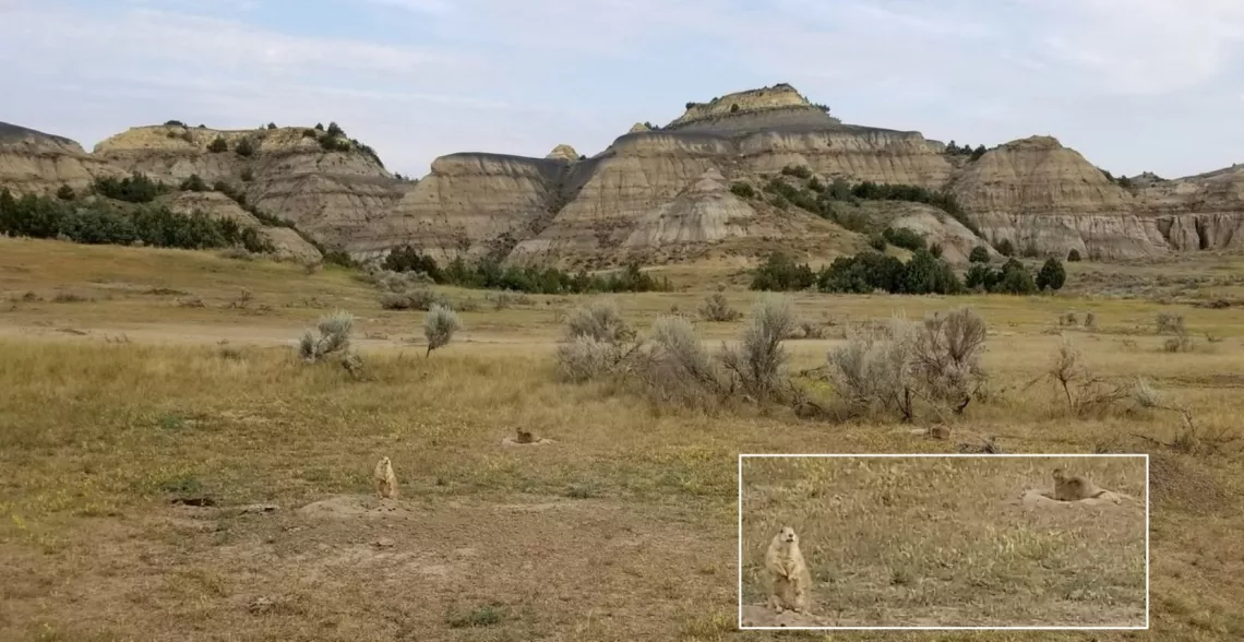 along the park road through a prairie dog town