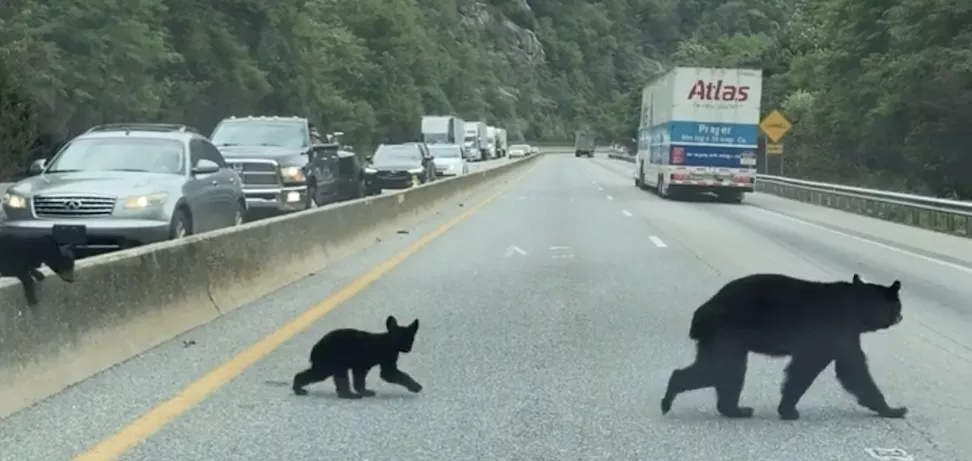 Bears crossing the road