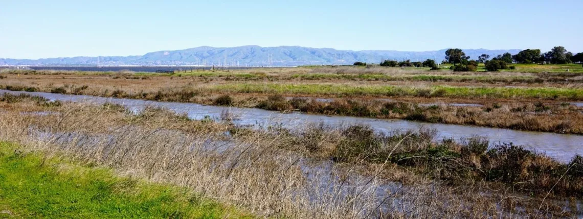 Dry grasses, then a creek, then wetland. East Bay hills in the background