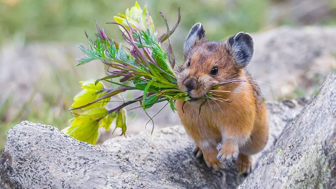 Pika