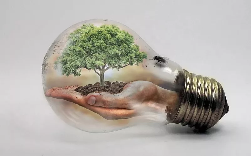 tree inside a lightbulb