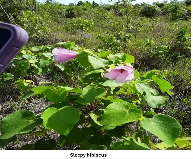 hibiscus