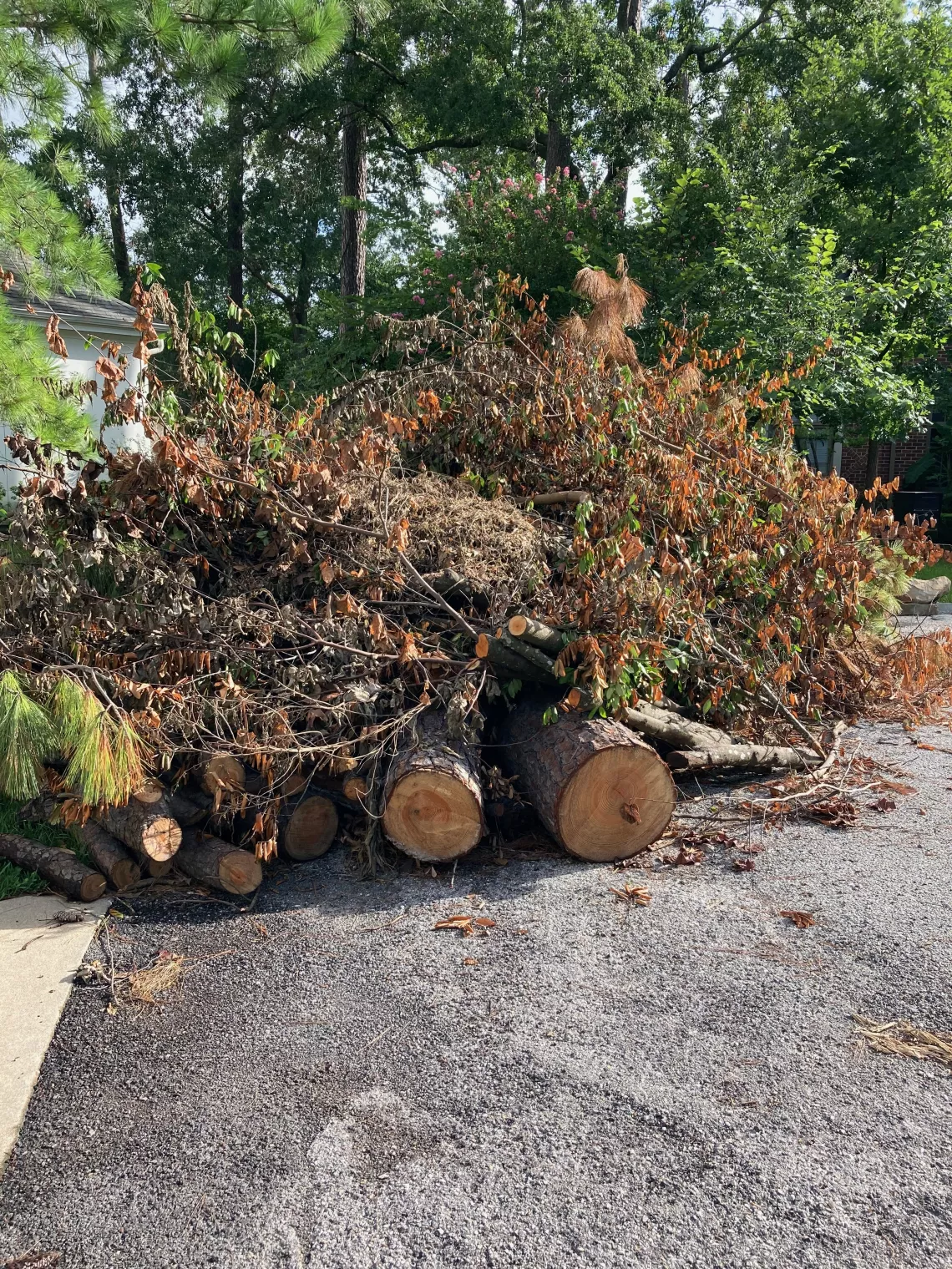 Trees at curb