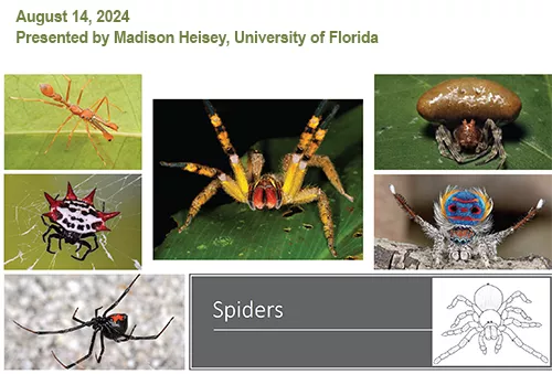 Spiders Presentation Thumbnail