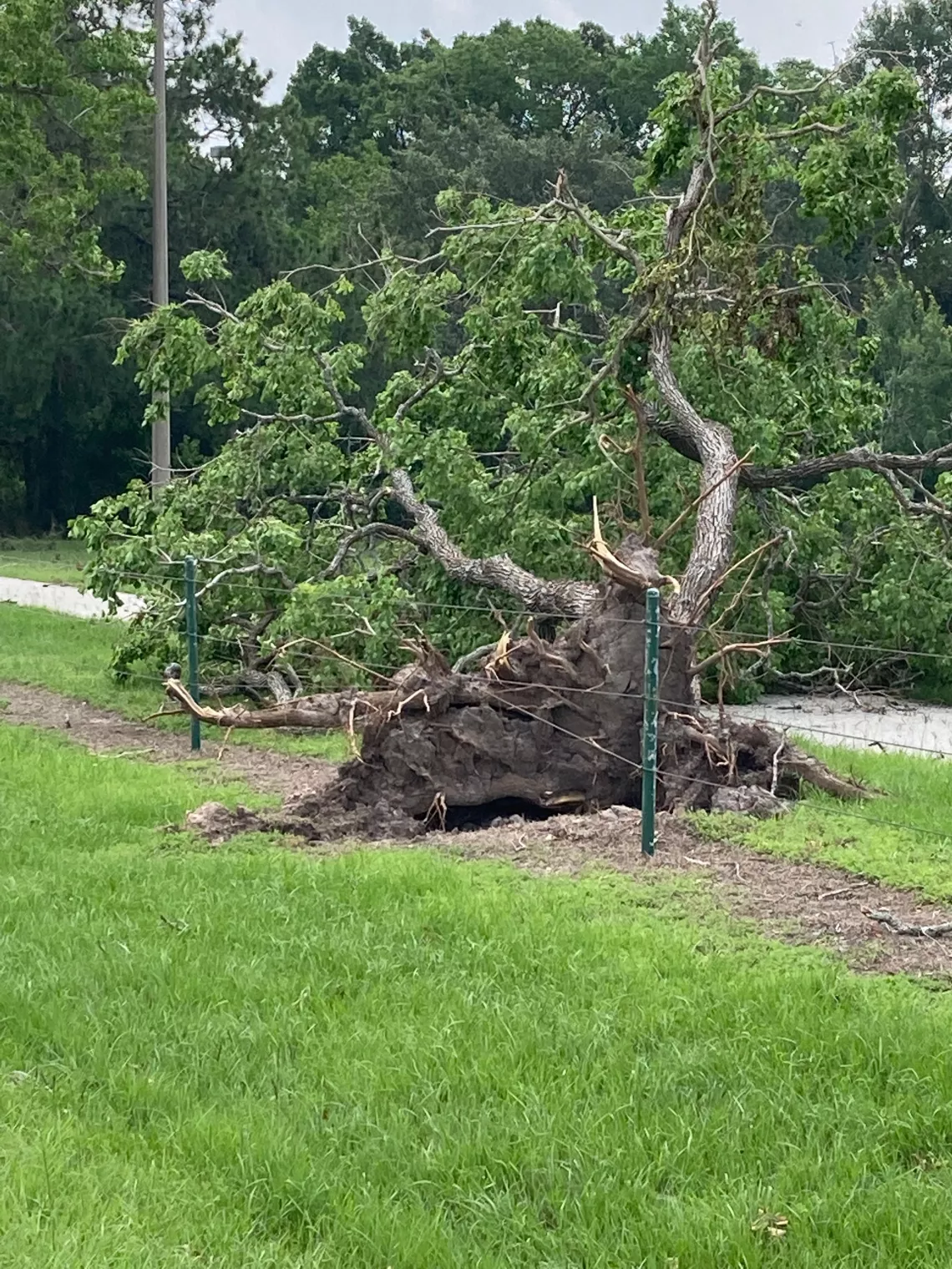 Tree over during Beryl