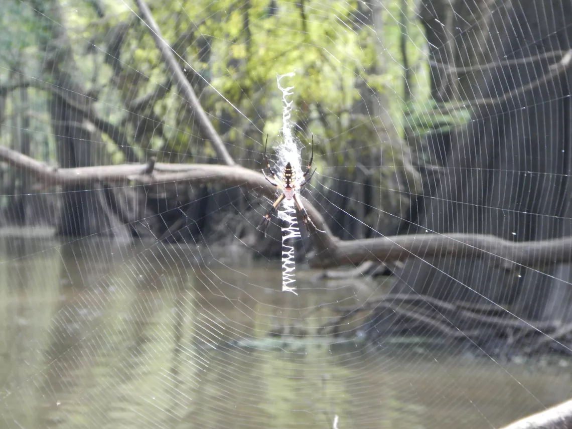 Golden Orb Weaver