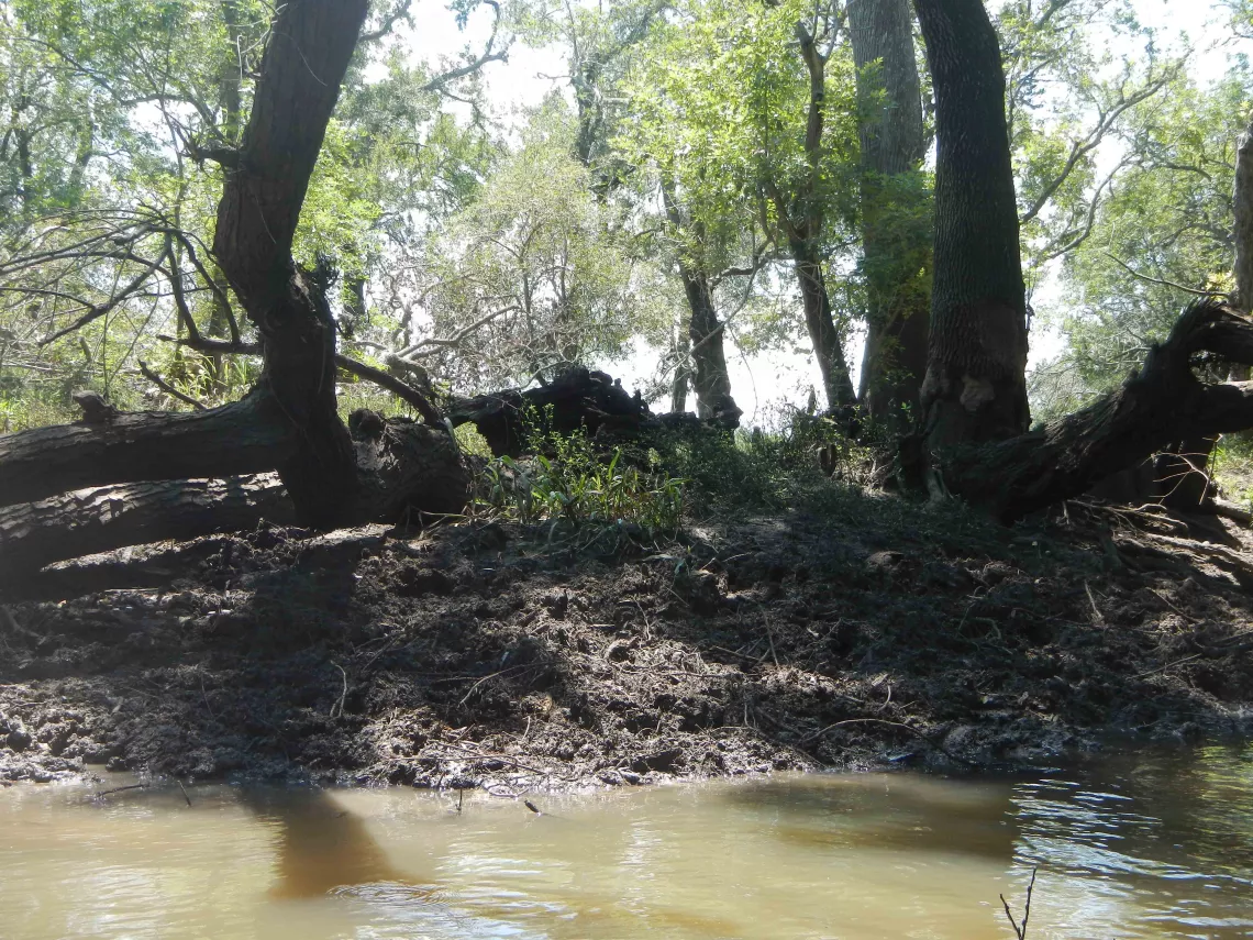 Feral Hog Rooting