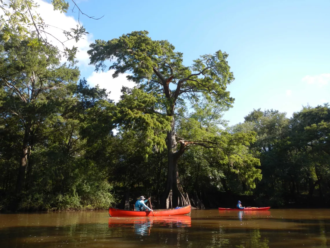 Beautiful Cypress Trees