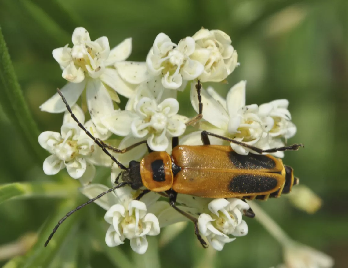 Chauliognathus pensylvanicus  (Goldenrod Soldier Beetle) on whorled milkweed. Photo credit: Bob Suchanek