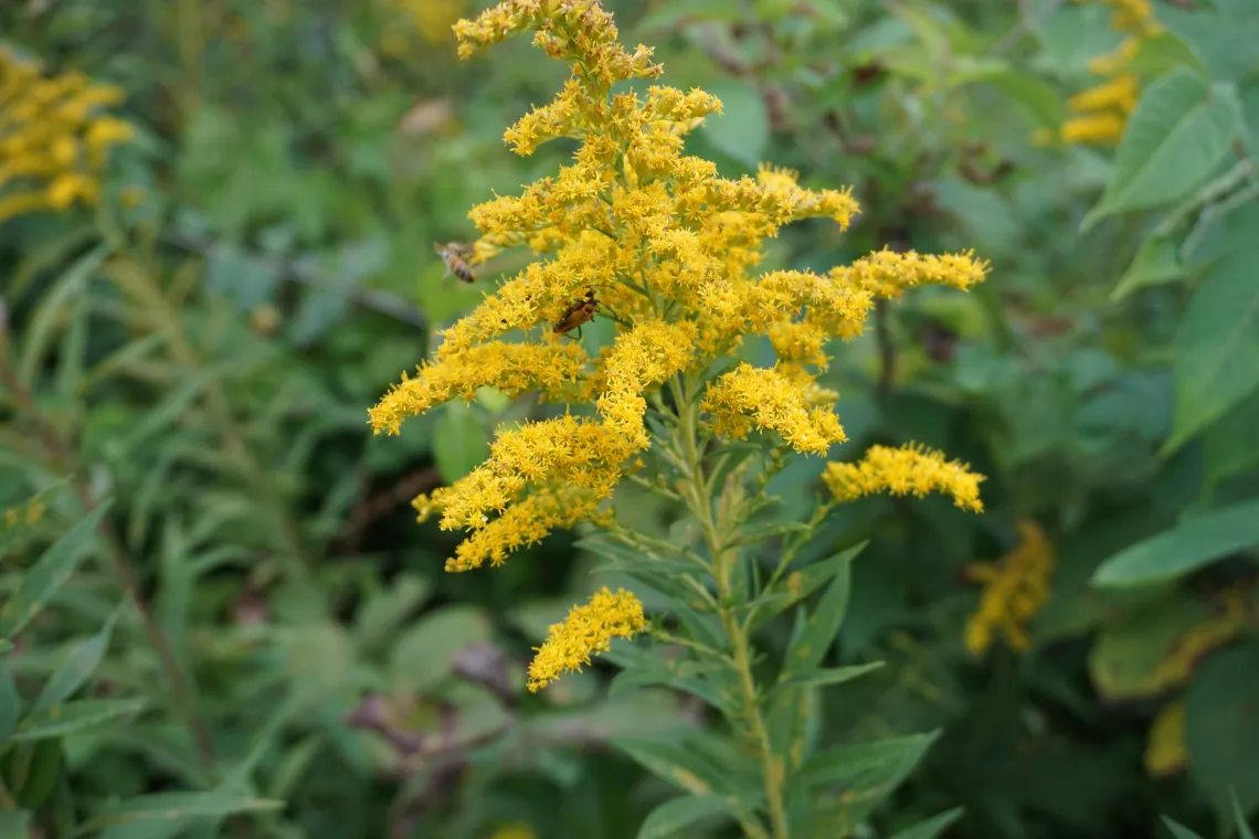 Golden Rod