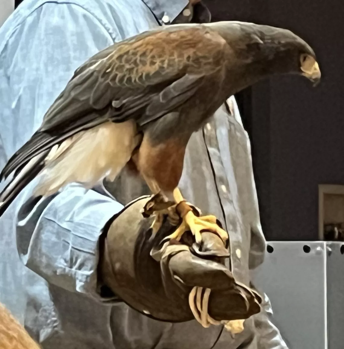 Harris Hawk