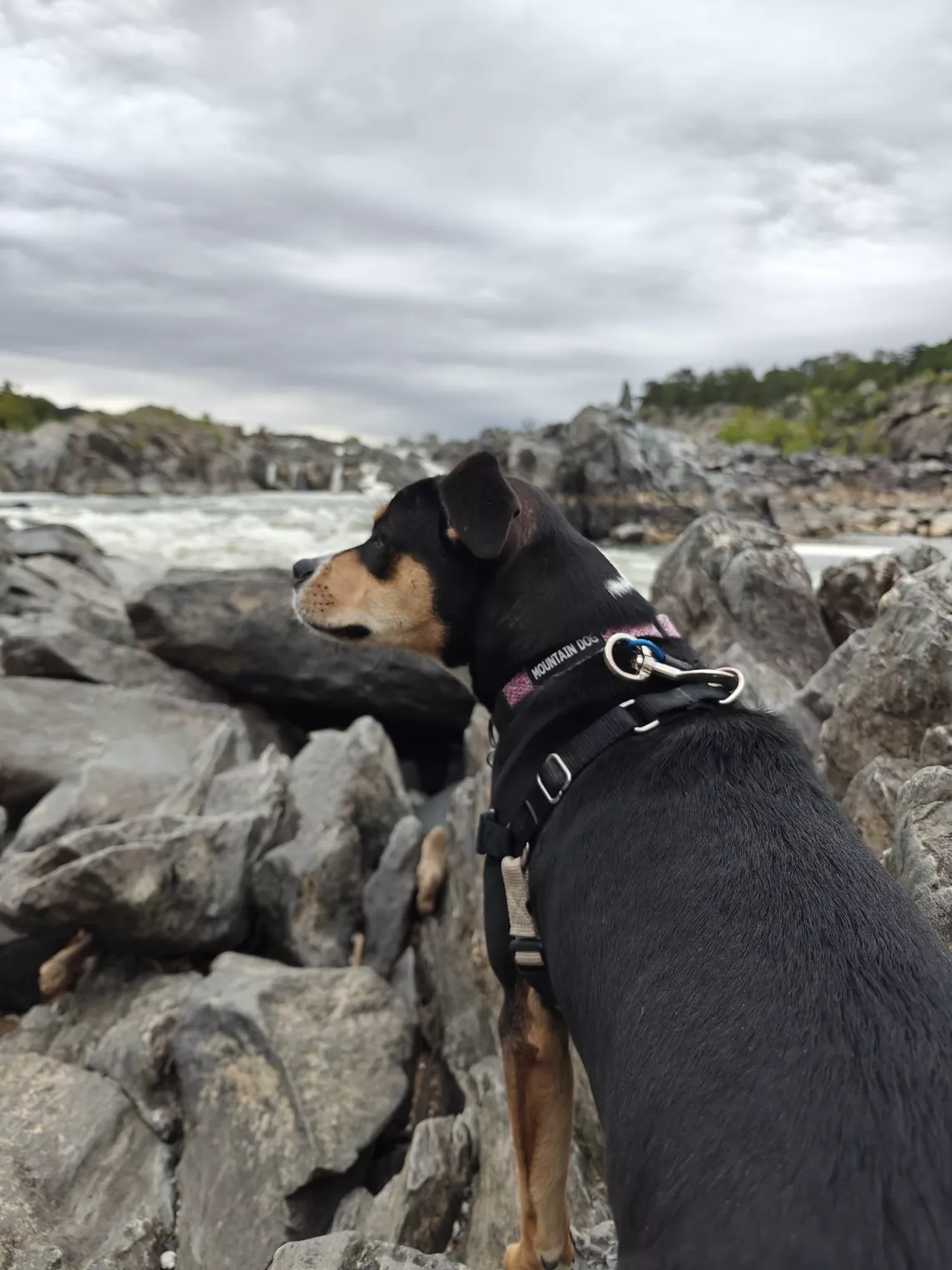 A dog sits by some rocks by a river