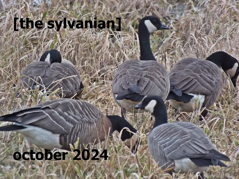 Flock of geese in a grassy field