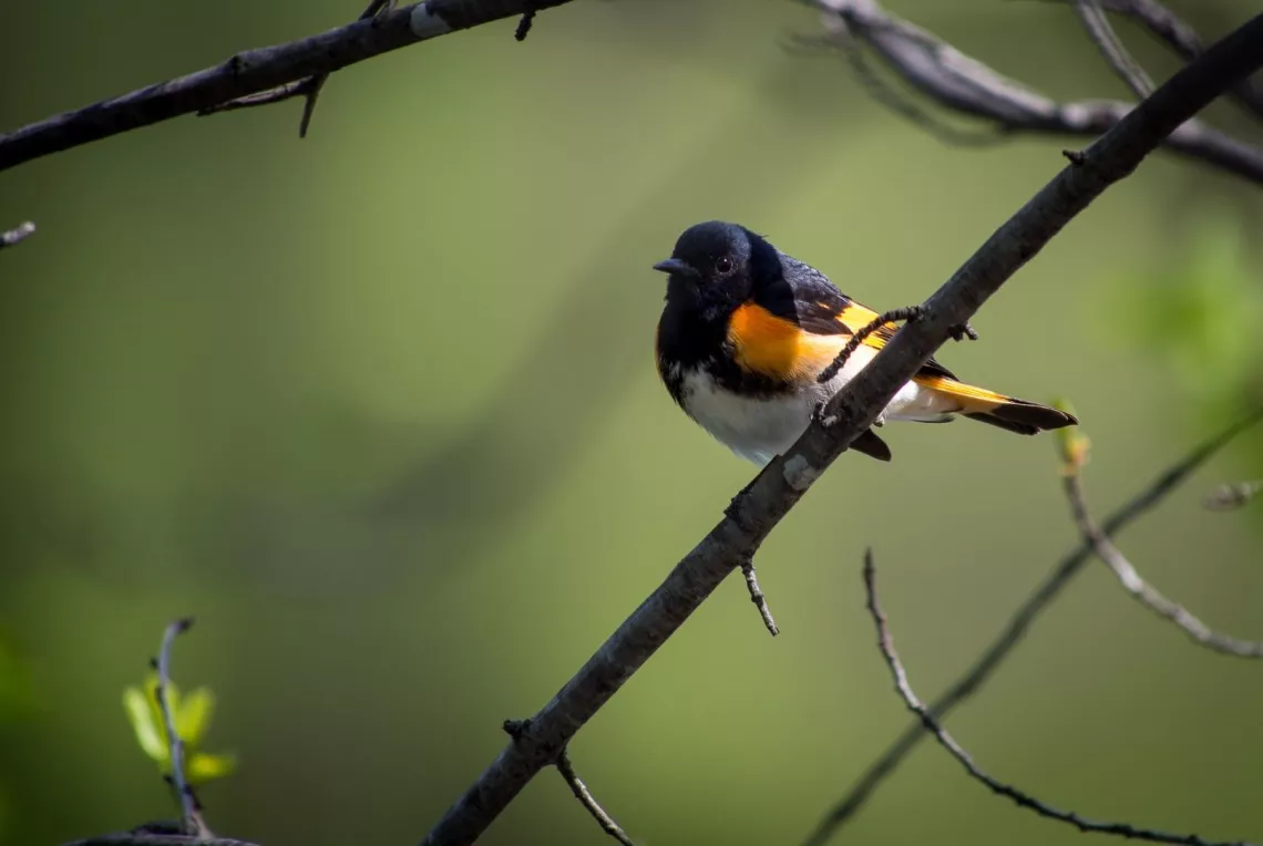 Male American Redstart perched on a branch. Photo credit: Steve Ring