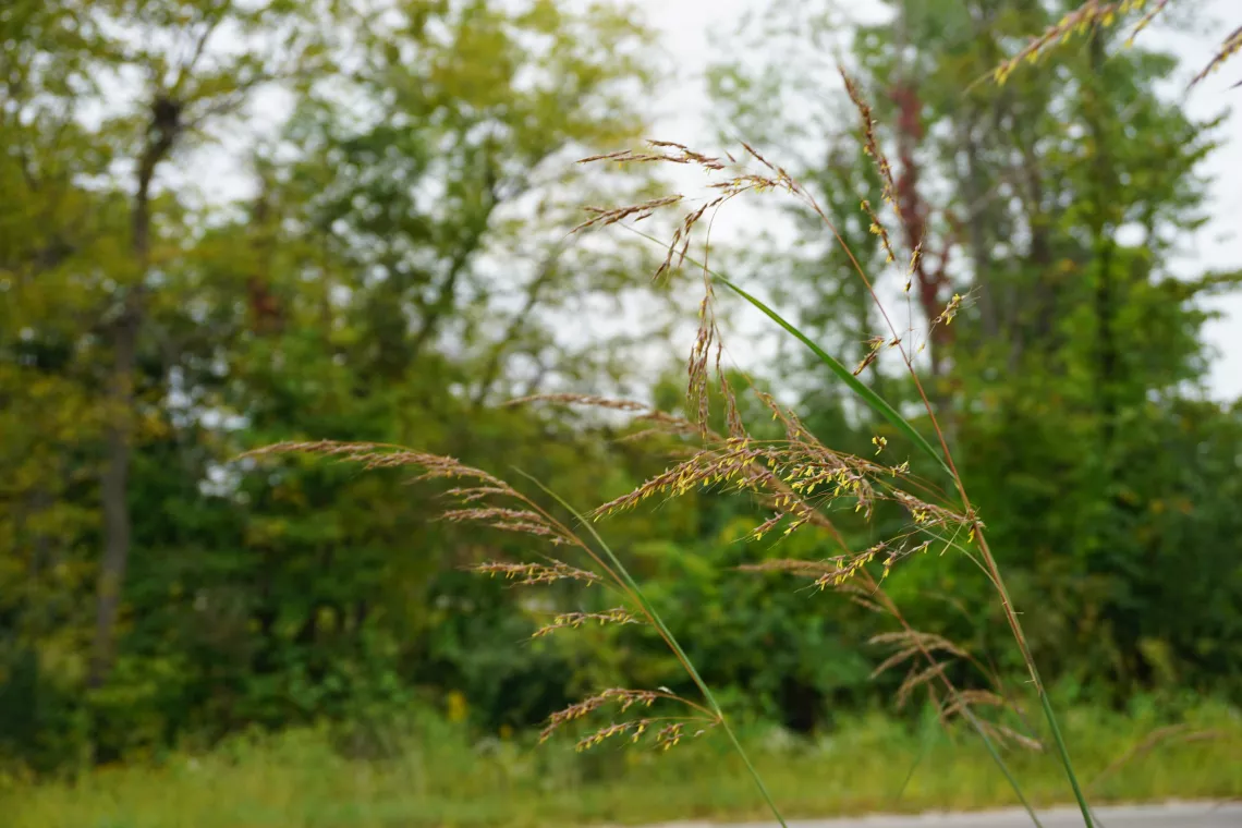 Prairie Grass in Bloom