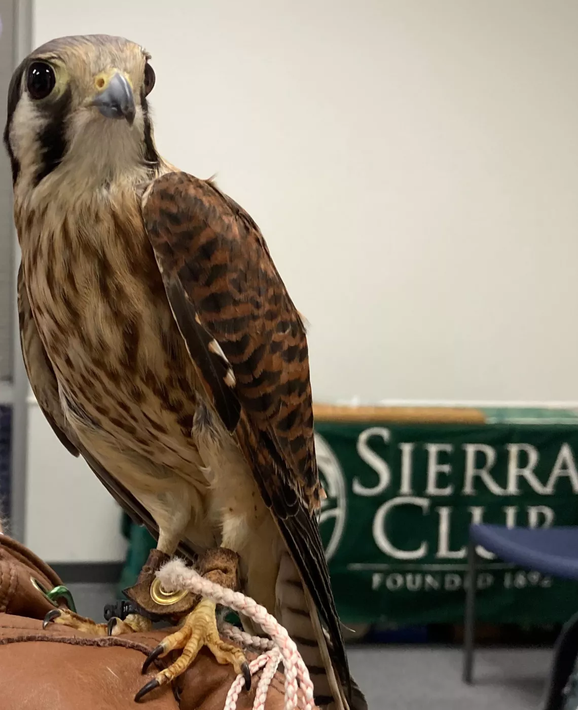 American Kestrel